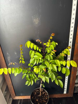 Starfruit - Sri Kembangan (Averrhoa carambola) 1G
