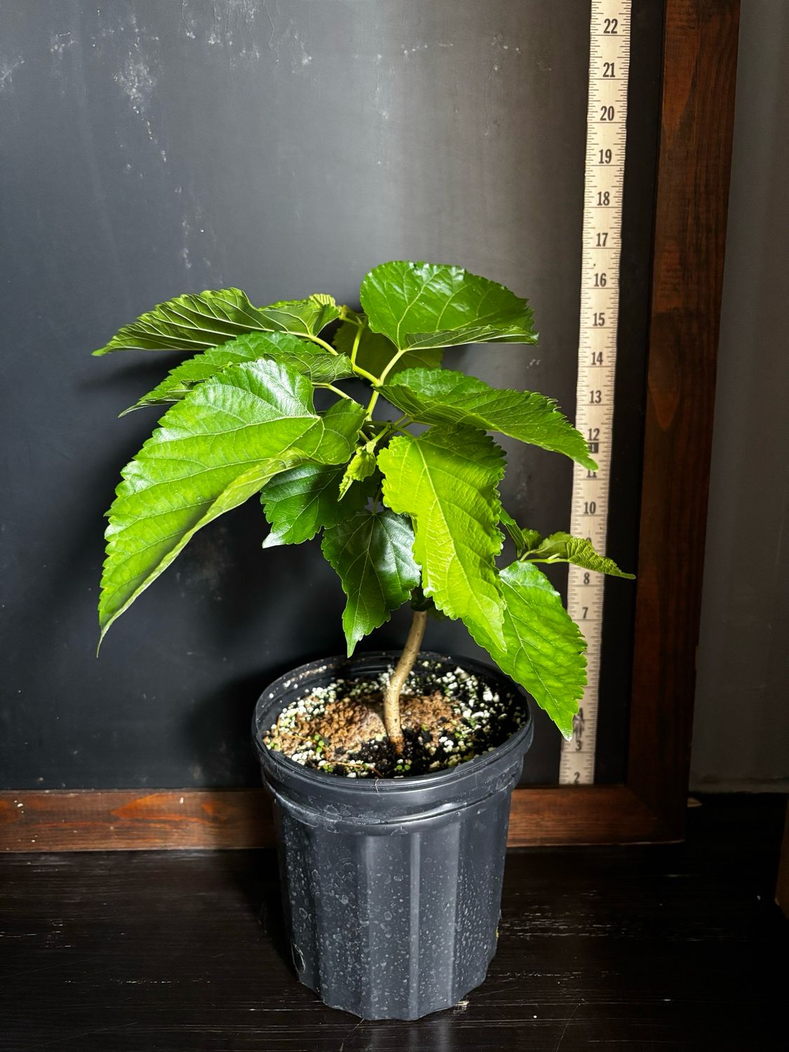 Mulberry - Unryu/Corkscrew (Morus alba) 1G Mulberry - Unryu/Corkscrew (Morus alba) 1G