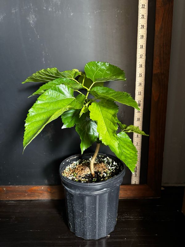 Mulberry - Unryu/Corkscrew (Morus alba) 1G