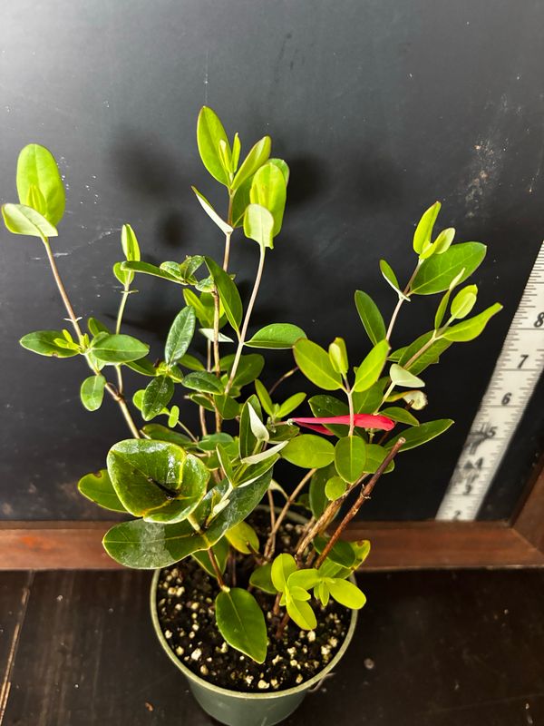 Coral Honeysuckle (Lonicera sempervirens) 4”