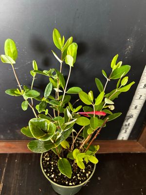 Coral Honeysuckle (Lonicera sempervirens) 4”