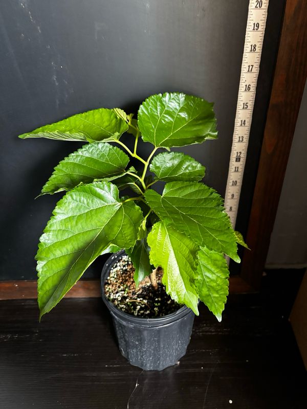 Mulberry - Unryu/Corkscrew (Morus alba) 1G
