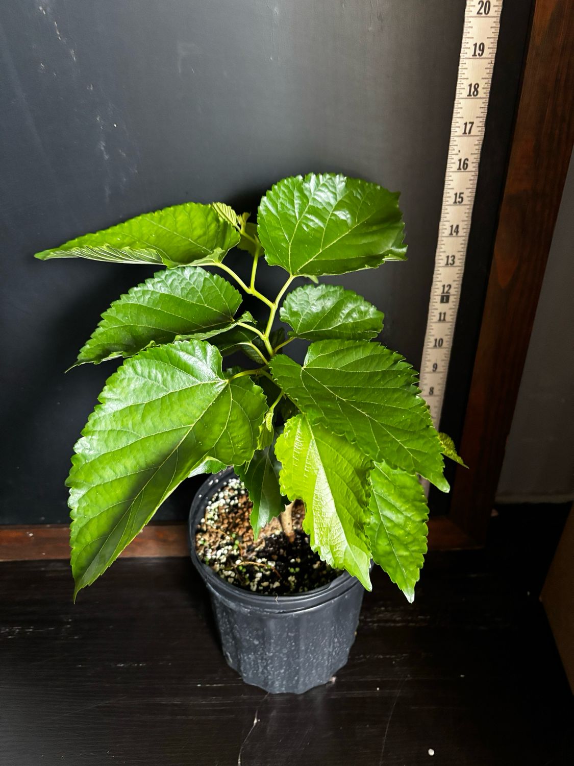 Mulberry - Unryu/Corkscrew (Morus alba) 1G Mulberry - Unryu/Corkscrew (Morus alba) 1G