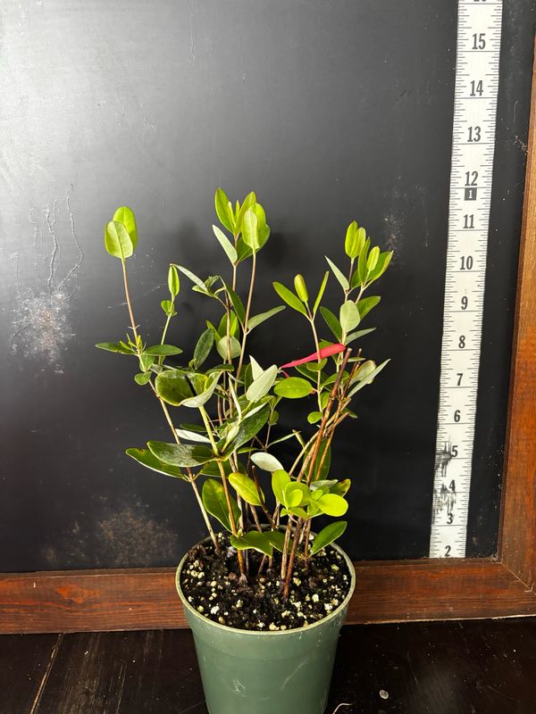 Coral Honeysuckle (Lonicera sempervirens) 4”