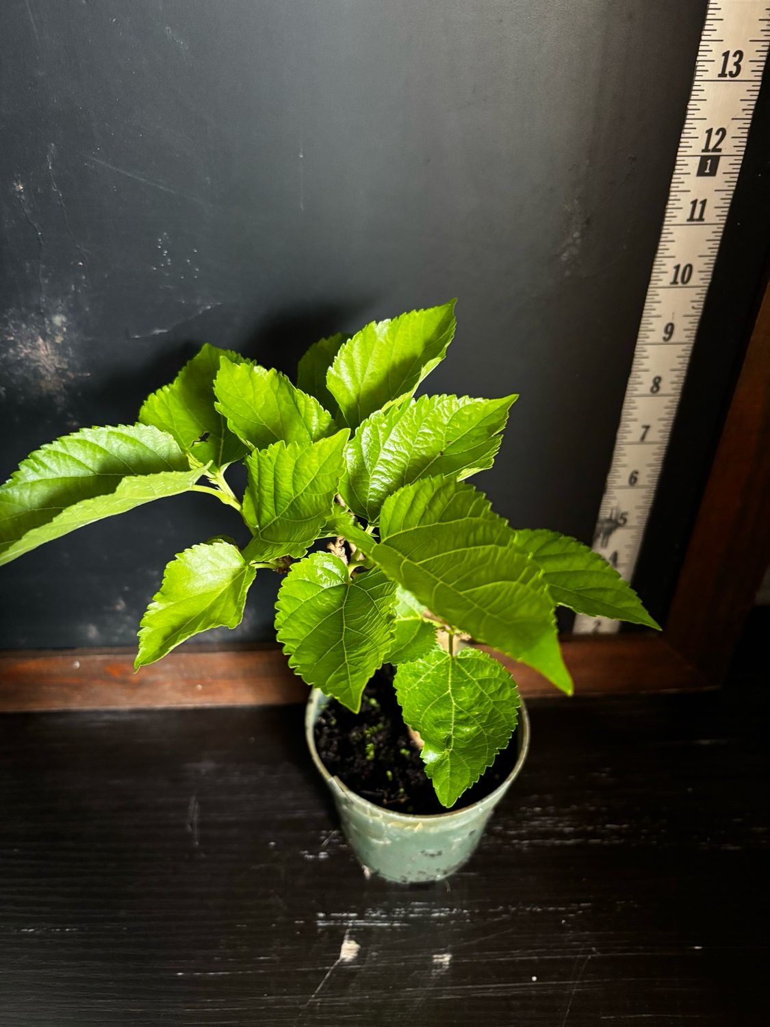 Mulberry - Unryu/Corkscrew (Morus alba) 4” Mulberry - Unryu/Corkscrew (Morus alba) 4”