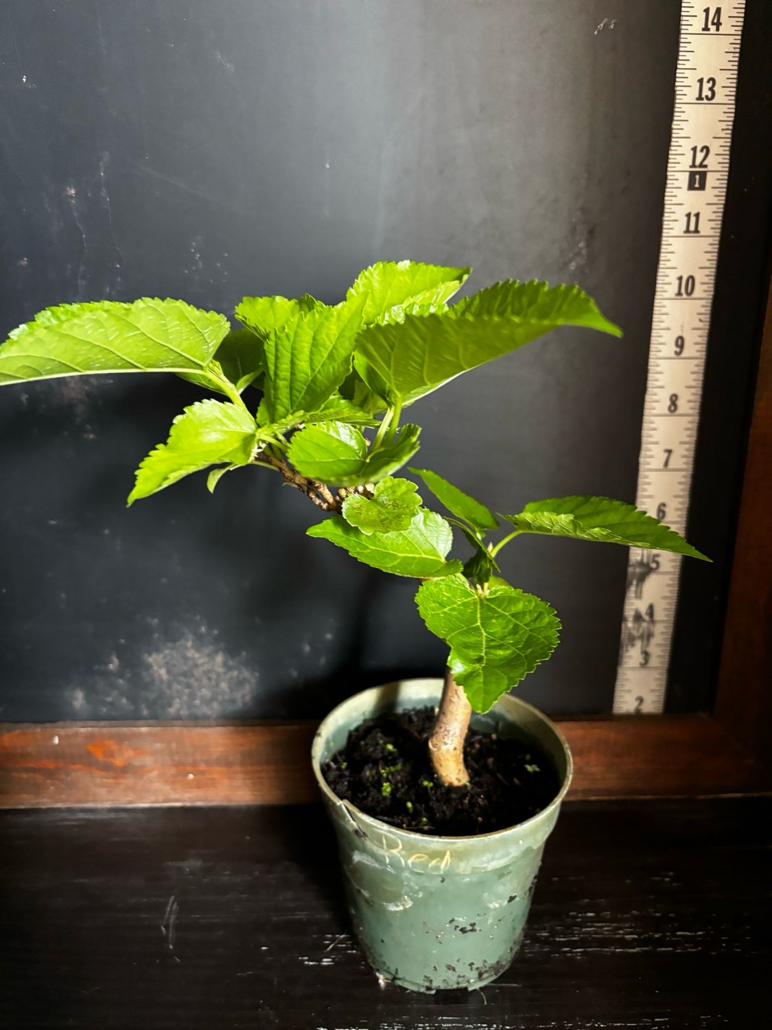 Mulberry - Unryu/Corkscrew (Morus alba) 4” Mulberry - Unryu/Corkscrew (Morus alba) 4”