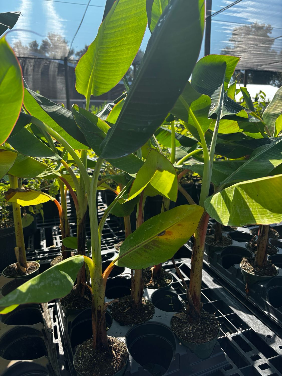 Banana - 'Mona Lisa' (Musa acuminata) 4" / Tissue Culture