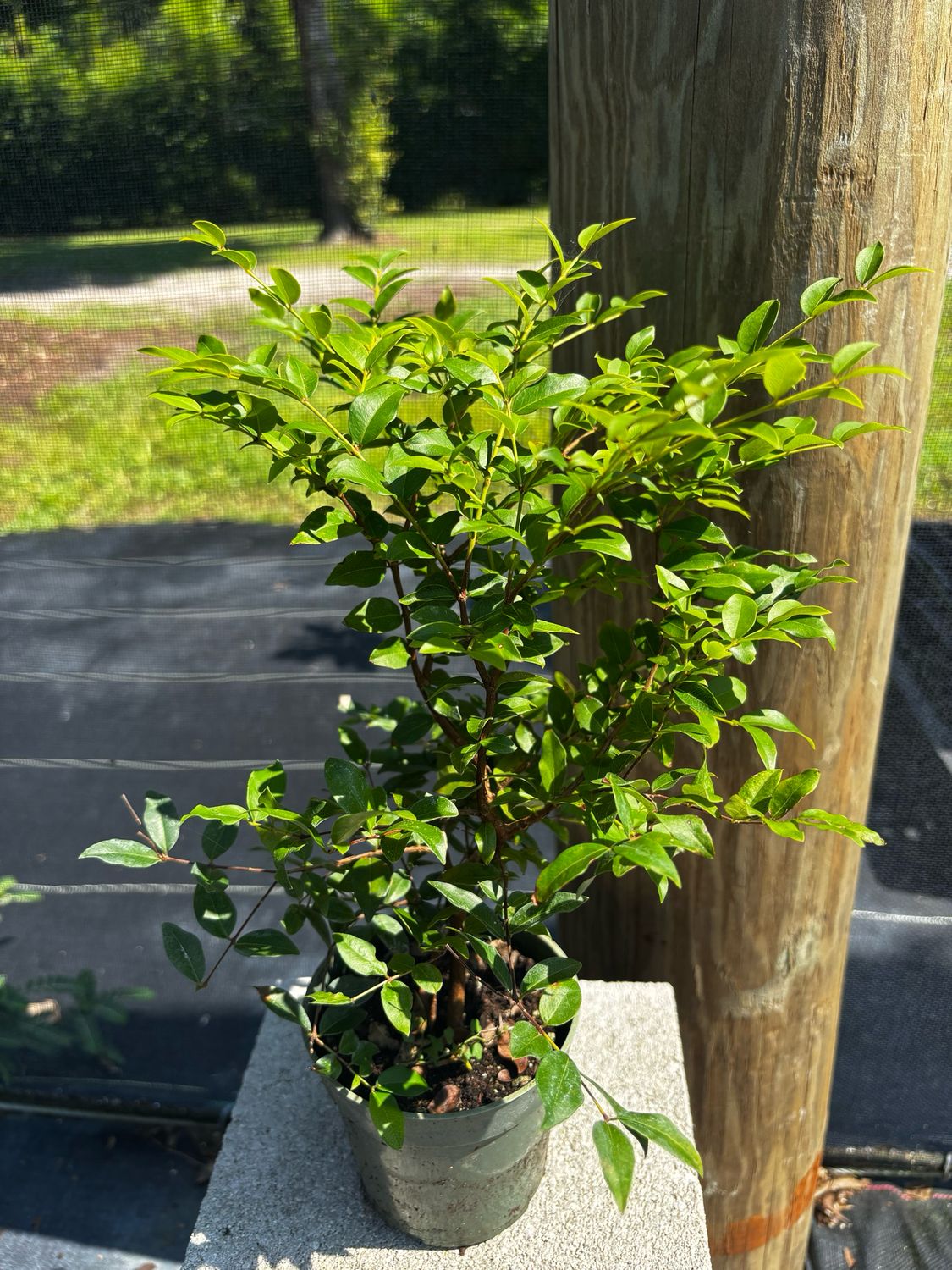 Jaboticaba Tree - Sabara (Plinia cauliflora) 4&quot;