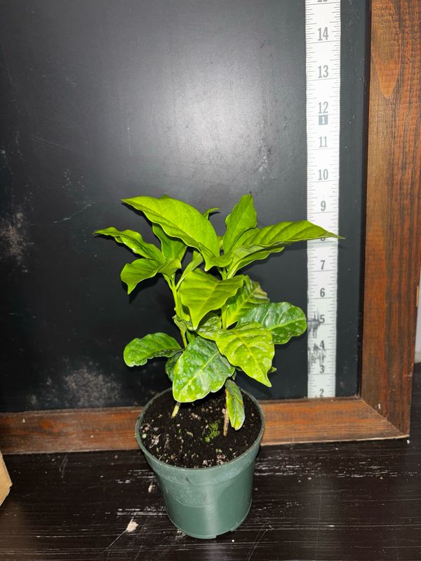 Coffee Arabica 4”