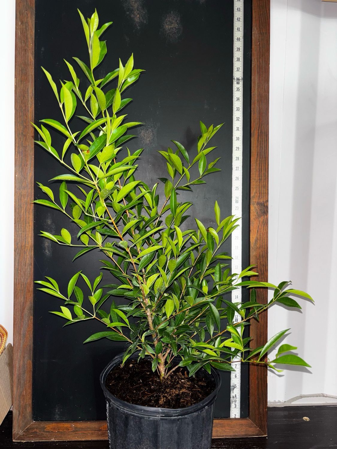 Cherry of the Rio Grande, &#39;Ben&#39;s Beaut&#39; (Eugenia involucrata) 3G