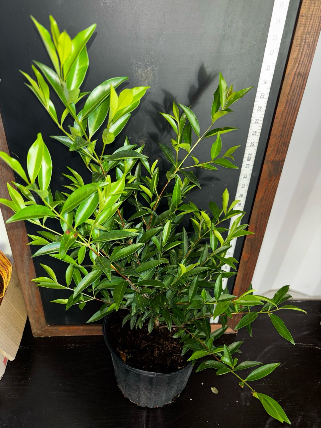 Cherry of the Rio Grande, &#39;Ben&#39;s Beaut&#39; (Eugenia involucrata) 3G