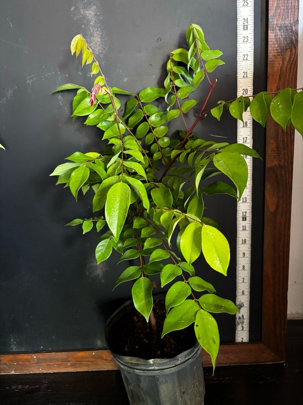 Starfruit (Averrhoa carambola) - Dwarf Hawaiian 1G Starfruit (Averrhoa carambola) - Dwarf Hawaiian 1G