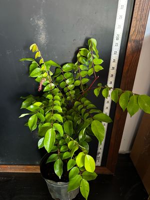 Starfruit (Averrhoa carambola) - Dwarf Hawaiian 1G