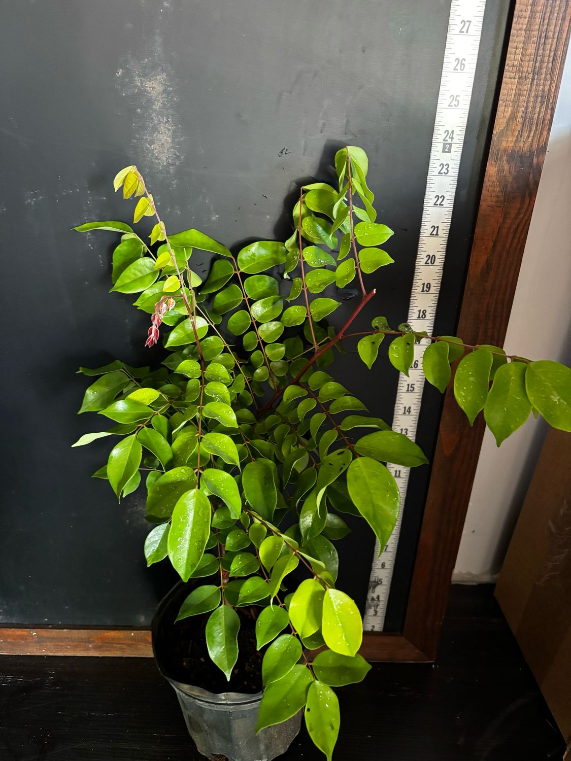 Starfruit (Averrhoa carambola) - Dwarf Hawaiian 1G