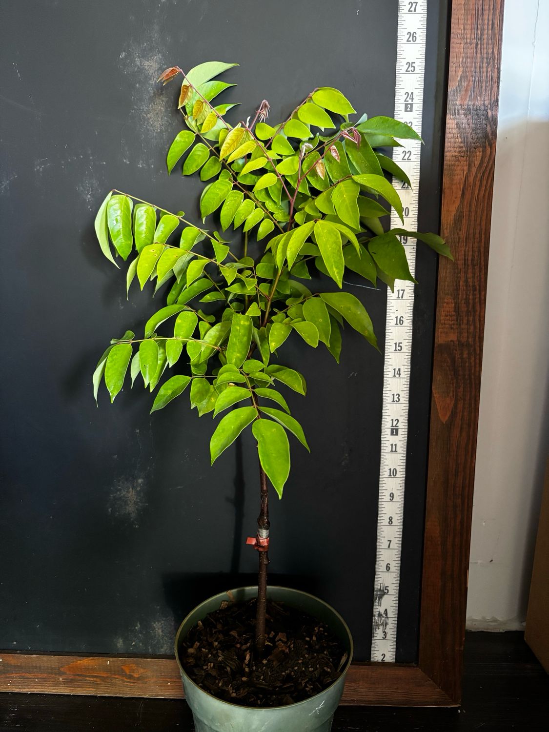 Starfruit - Kari (Averrhoa carambola) 1G