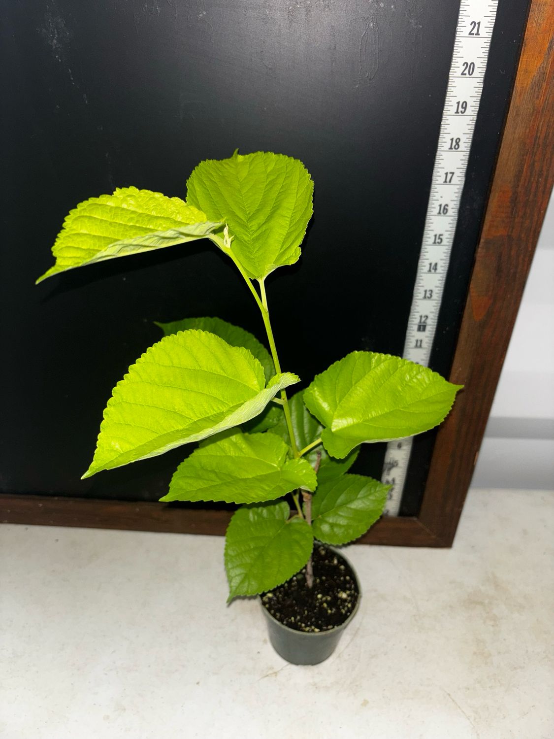 Mulberry - Tice (Morus spp.) 4”