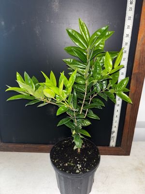 Jaboticaba Tree - Yellow (Myrciaria glazioviana) 1G Jaboticaba Tree - Yellow (Myrciaria glazioviana) 1G