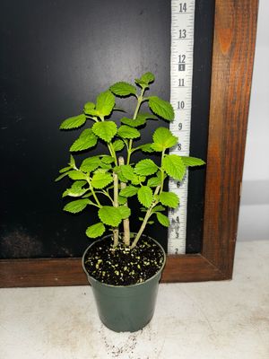 Orégano - Mexican (Lippia graveolens) 4”