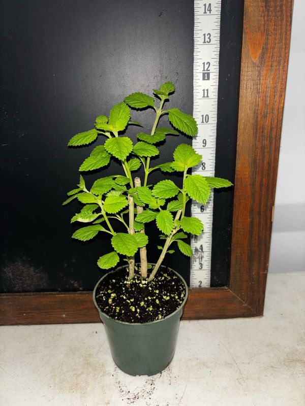 Orégano - Mexican (Lippia graveolens) 4”