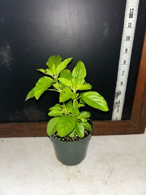Holy Basil - Tulsi (Ocimum tenuiflorum)