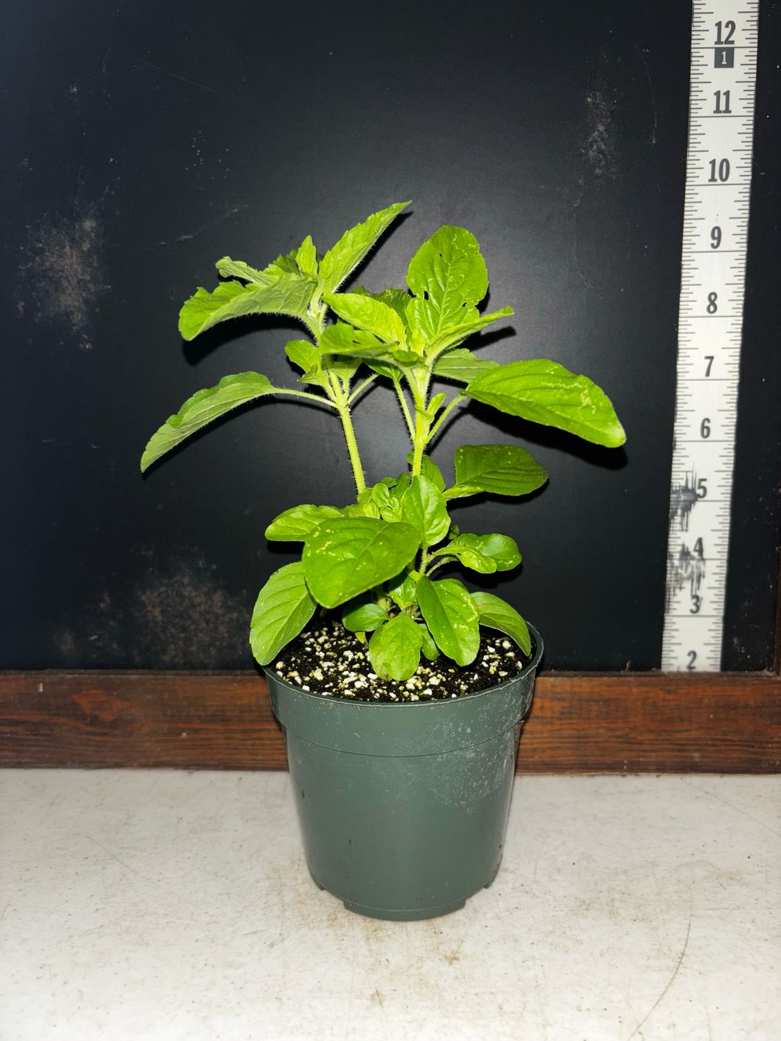 Holy Basil - Tulsi (Ocimum tenuiflorum)