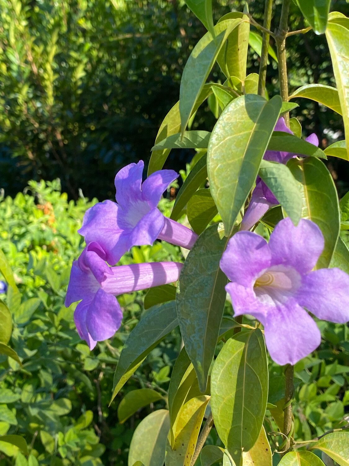 Garlic Vine (Mansoa hymenaea) 4”