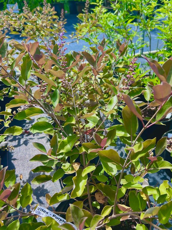 Arabian Lilac / Vitex - Purple (Vitex trifolia ‘Purpurea’) 1G