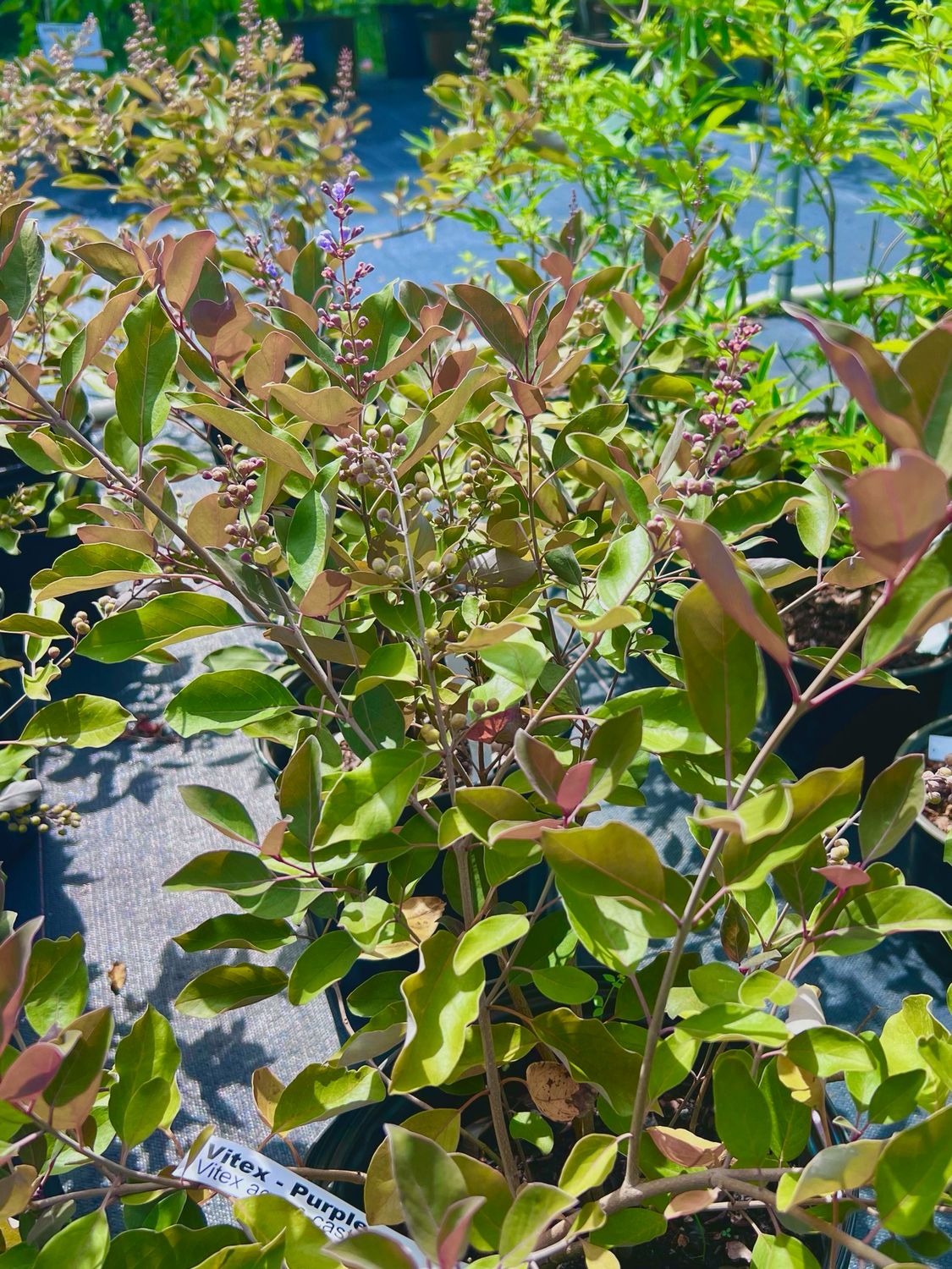 Arabian Lilac / Vitex - Purple (Vitex trifolia ‘Purpurea’) 1G Arabian Lilac / Vitex - Purple (Vitex trifolia ‘Purpurea’) 1G