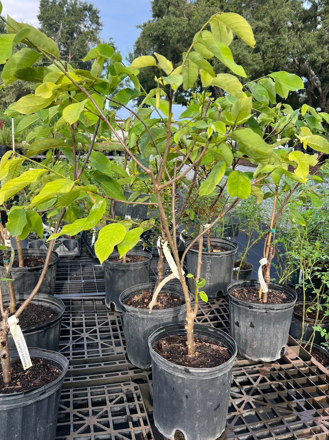 Atemoya 'Geffner' (Annona × atemoya) 3G Atemoya 'Geffner' (Annona × atemoya) 3G