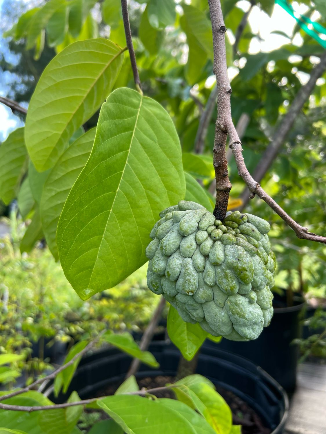 Atemoya 'Geffner' (Annona × atemoya) 3G Atemoya 'Geffner' (Annona × atemoya) 3G