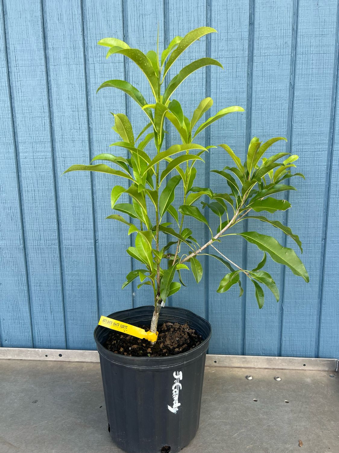 White Sapote - Redlands (Casimiroa edulis) - 3 Gal White Sapote - Redlands (Casimiroa edulis) - 3 Gal