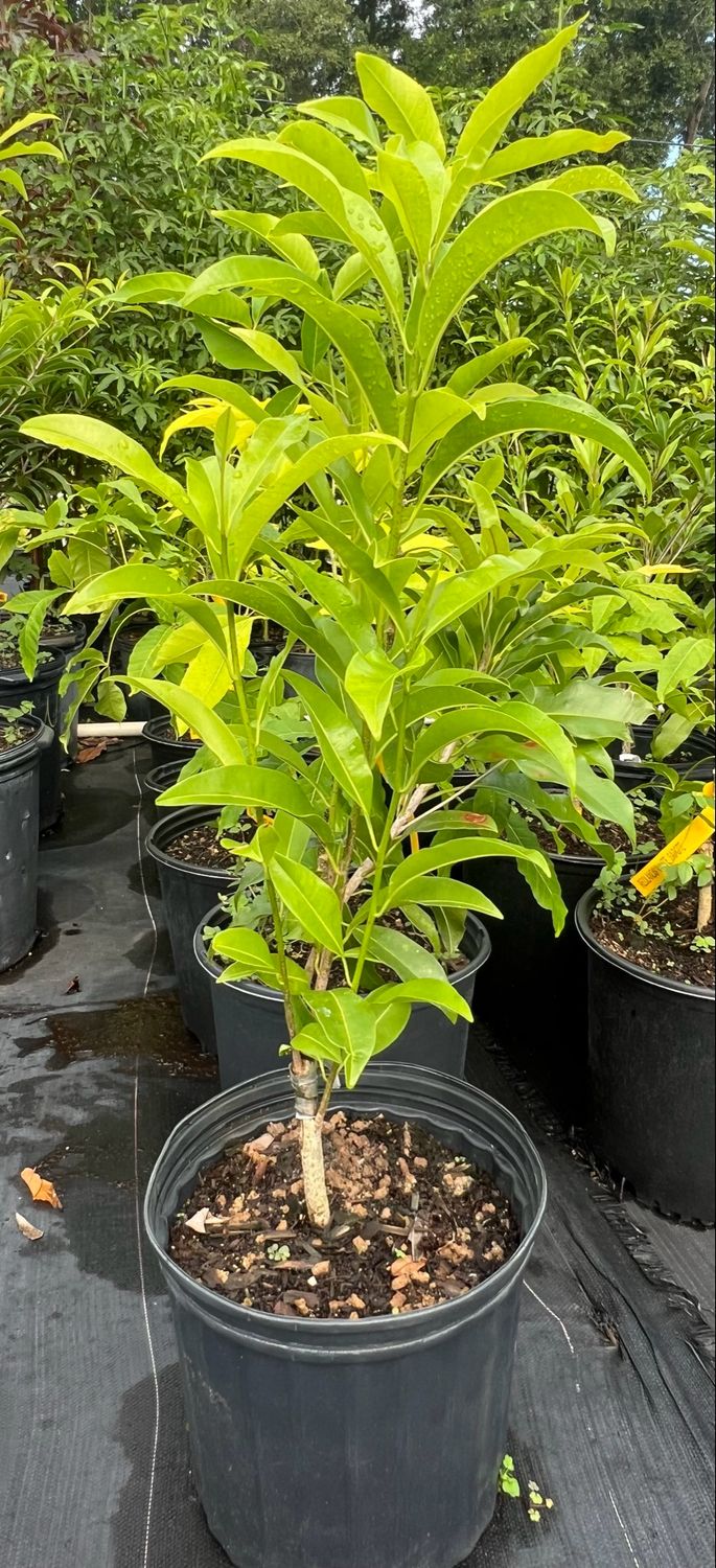 White Sapote - Redlands (Casimiroa edulis) - 3 Gal White Sapote - Redlands (Casimiroa edulis) - 3 Gal