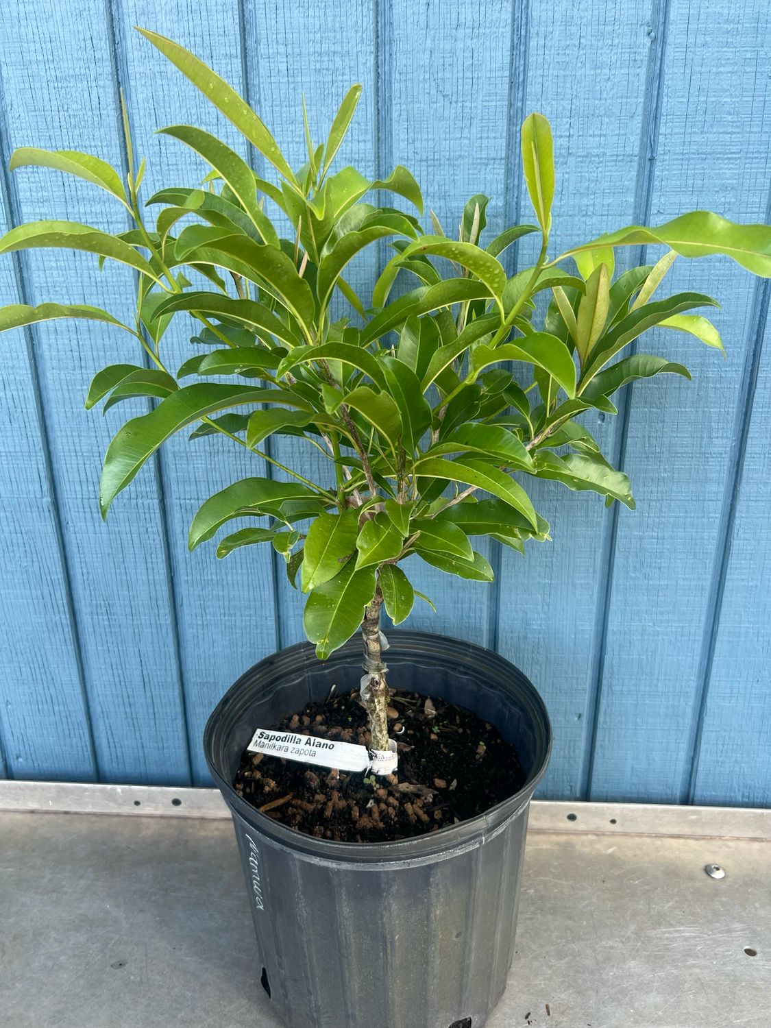 Sapodilla - Alano (Manilkara zapota ‘Alano’) – 3 Gallon Sapodilla - Alano (Manilkara zapota ‘Alano’) – 3 Gallon