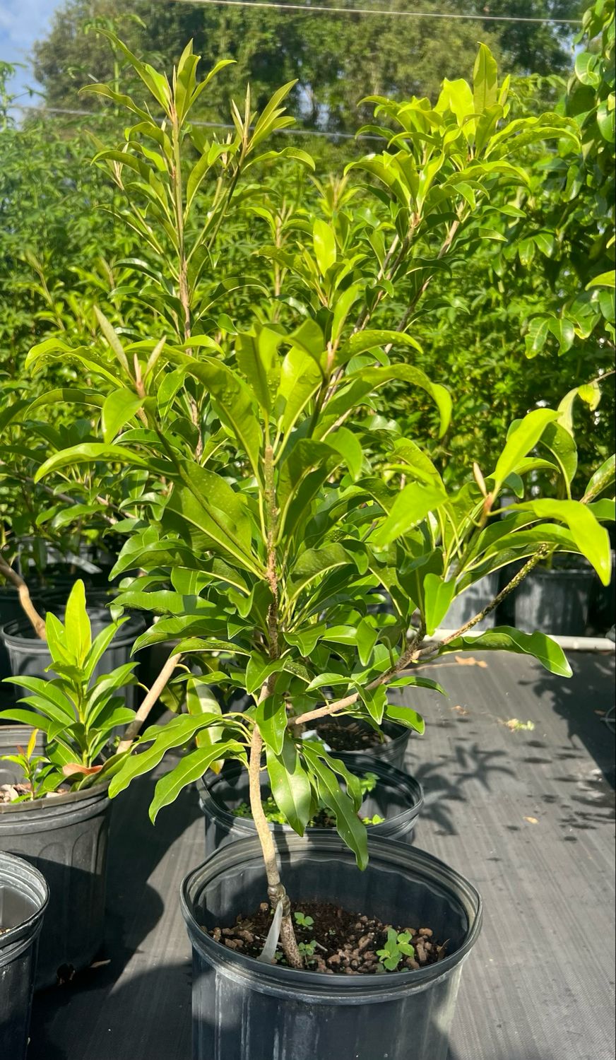 Sapodilla - Alano (Manilkara zapota ‘Alano’) – 3 Gallon Sapodilla - Alano (Manilkara zapota ‘Alano’) – 3 Gallon