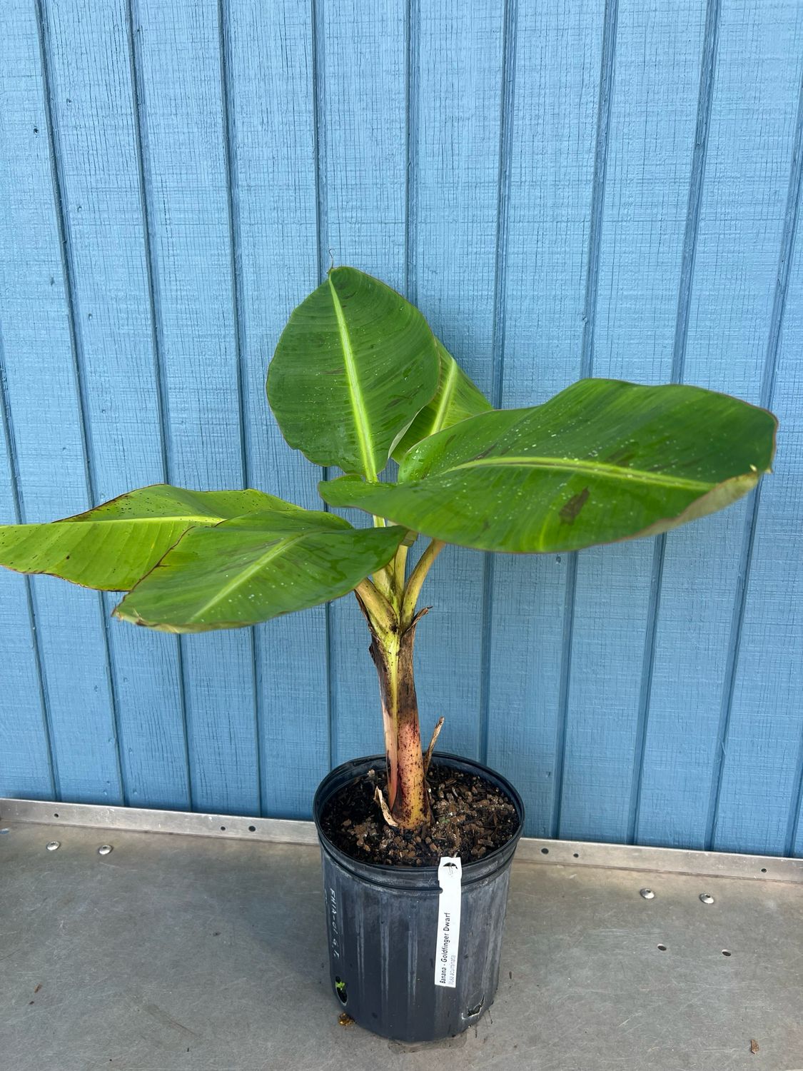 Banana - Dwarf Goldfinger (Musa acuminata) - 3 Gal Banana - Dwarf Goldfinger (Musa acuminata) - 3 Gal
