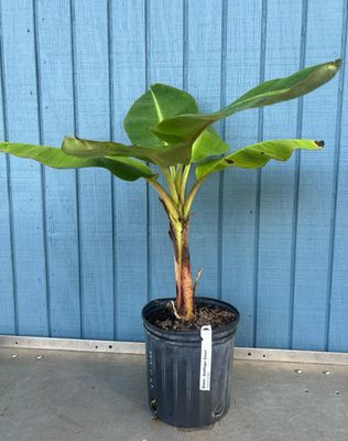 Banana - Dwarf Goldfinger (Musa acuminata) - 3 Gal