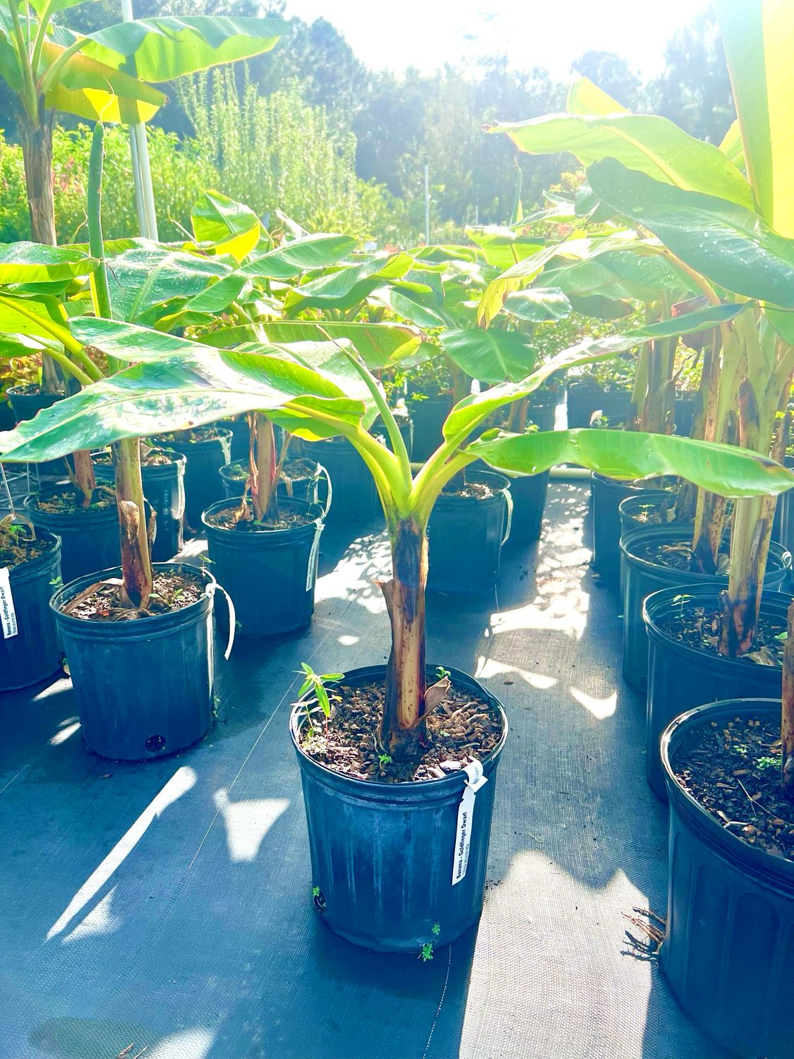 Banana - Dwarf Goldfinger (Musa acuminata) - 3 Gal Banana - Dwarf Goldfinger (Musa acuminata) - 3 Gal