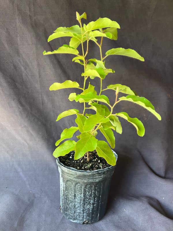 Eucalyptus - Cadaghi Tree (Corymbia torelliana) 1G