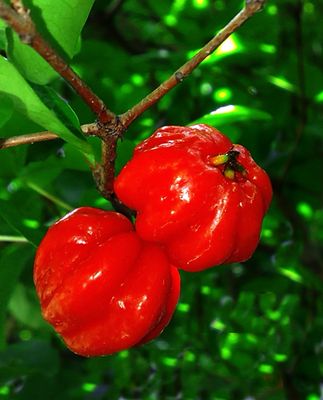 Surinam Cherry - Red (Eugenia uniflora) 1G