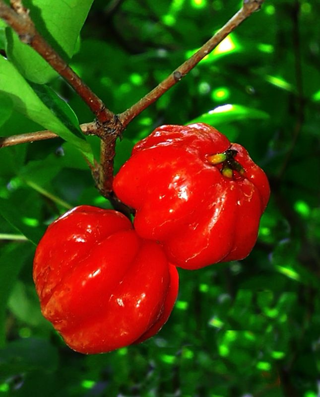 Surinam Cherry - Red (Eugenia uniflora) 1G