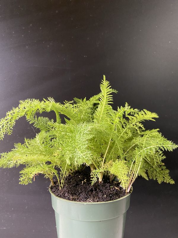 Yarrow - White (Achillea millefolium) 2G
