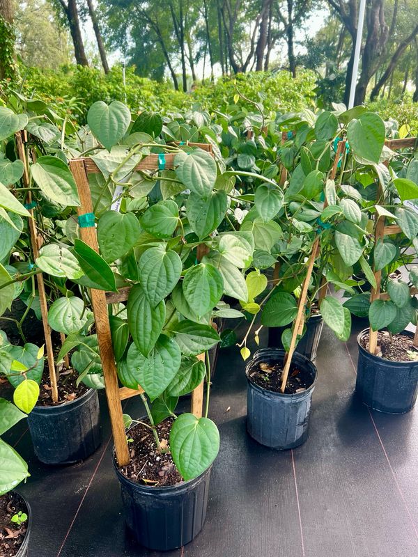 Black Pepper (Piper nigrum) - 3 gal