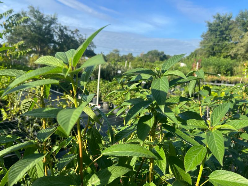 Spinach - Egyptian, Jute, Molokhia (Corchorus olitorius) 1 Gal BUY ONE GET ONE FREE (2 Plants) Spinach - Egyptian, Jute, Molokhia (Corchorus olitorius) 1 Gal BUY ONE GET ONE FREE (2 Plants)