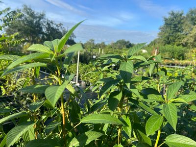 Spinach - Egyptian, Jute, Molokhia (Corchorus olitorius) 1 Gal BUY ONE GET ONE FREE (2 Plants)
