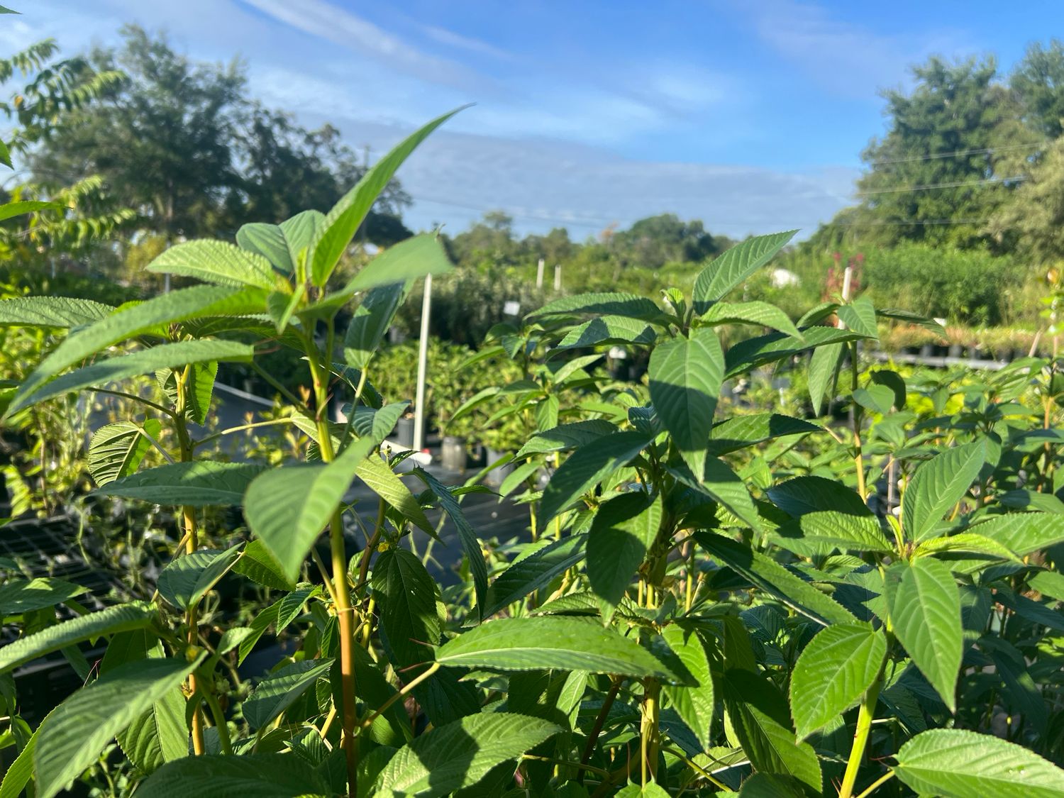 Spinach - Egyptian, Jute, Molokhia (Corchorus olitorius) 1 Gal BUY ONE GET ONE FREE (2 Plants)