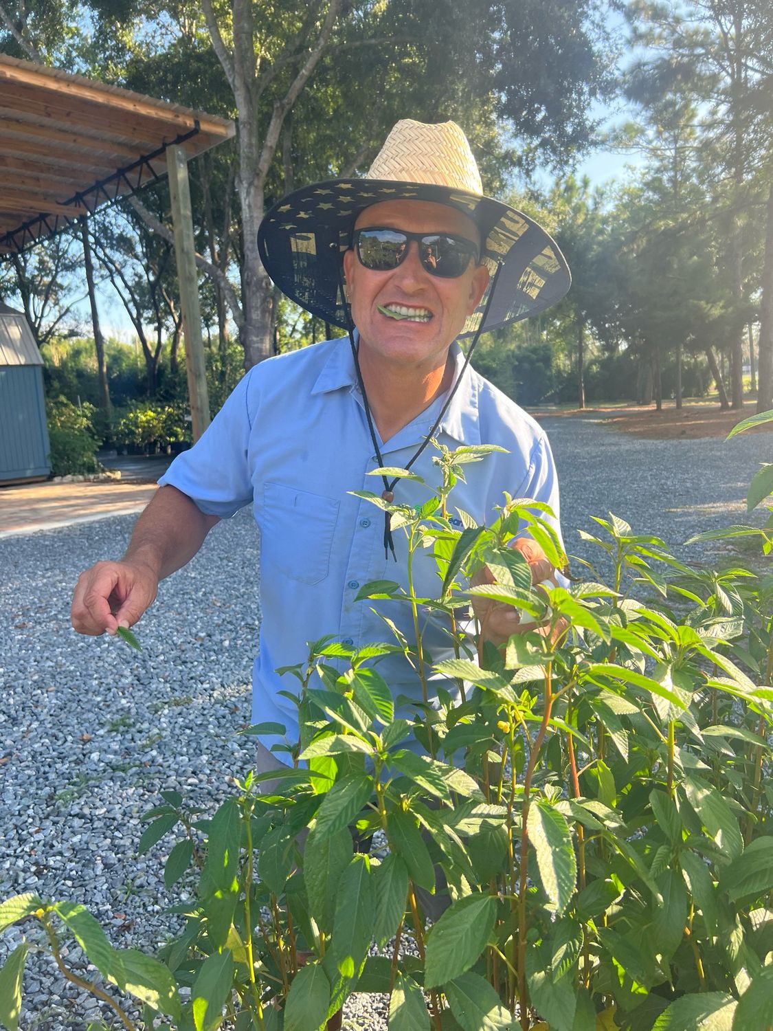 Spinach - Egyptian, Jute, Molokhia (Corchorus olitorius) 1 Gal BUY ONE GET ONE FREE (2 Plants)