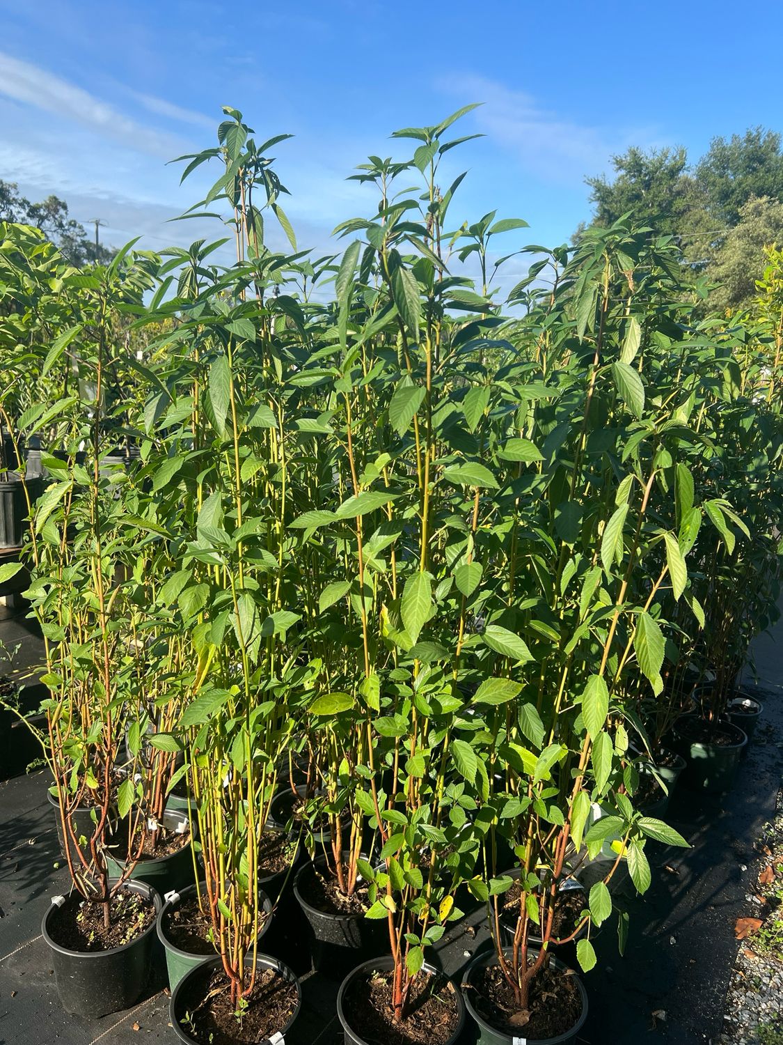 Spinach - Egyptian, Jute, Molokhia (Corchorus olitorius) 1 Gal BUY ONE GET ONE FREE (2 Plants)