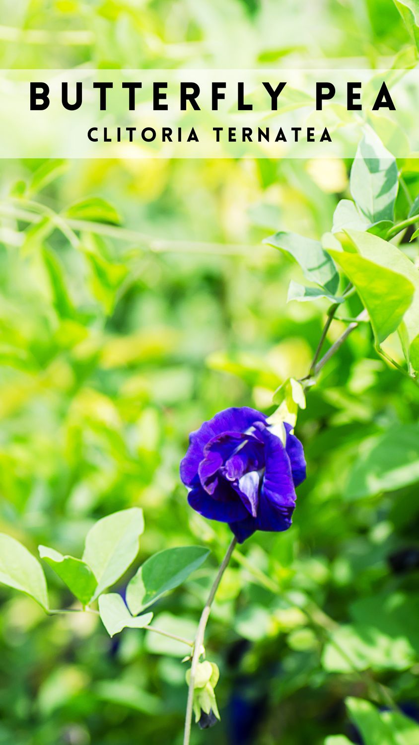 Butterfly Pea (Clitoria ternateas) 4"