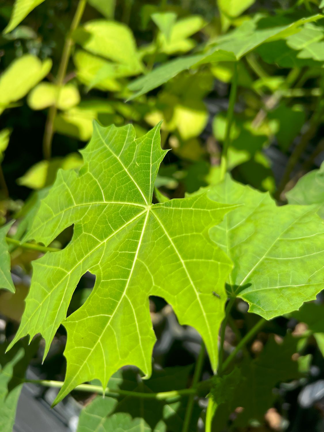 Chaya / Mayan Tree Spinach - Maple Leaf (Cnidoscolus aconitifolius) 4"
