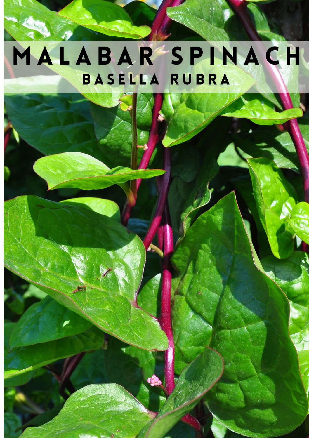 Spinach - Malabar, Red (Basella rubra) 4"